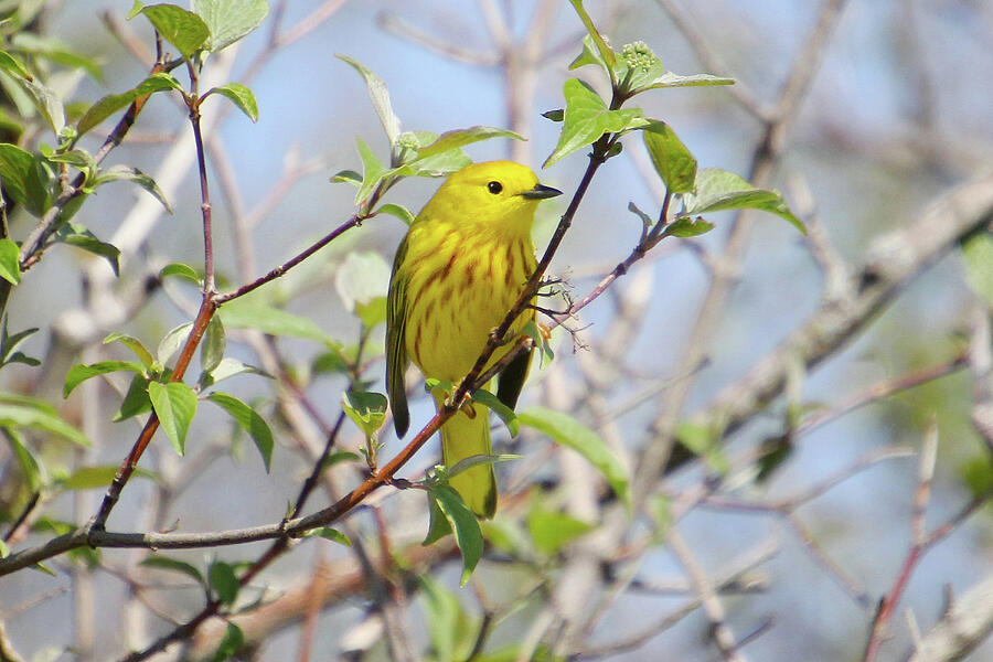 Yellow Warbler In The Treetops Photograph by Linda Goodman