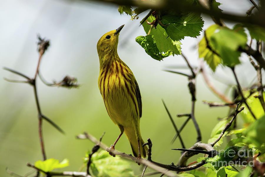 Yellow Warbler Photograph by JT Lewis