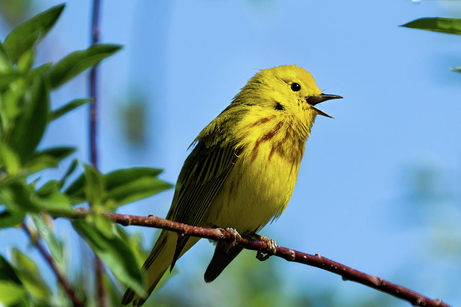 Yellow Warbler Photograph by Julieta Belmont