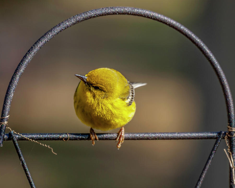 Yellow Warbler Photograph by Ken Frischkorn