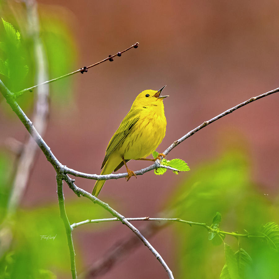 Yellow Warbler Male Photograph by Fred J Lord