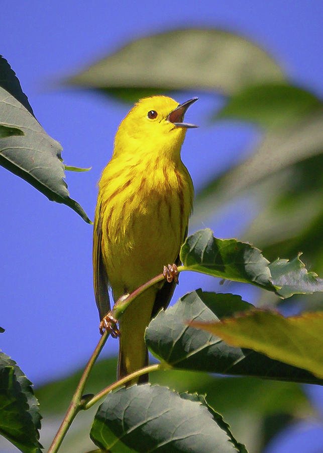 Yellow Warbler Photograph by Mark Mille
