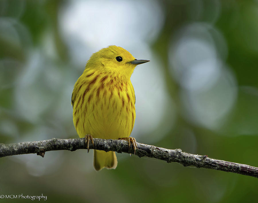 Yellow Warbler Photograph by Mary Catherine Miguez