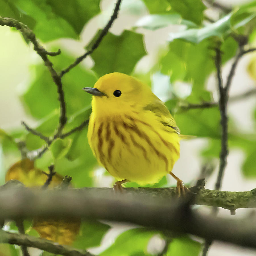 Yellow Warbler New Jersey Square Photograph by Terry DeLuco