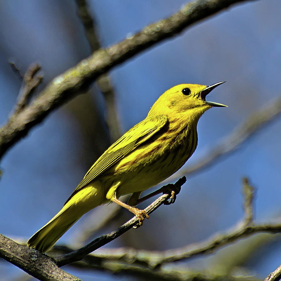 Yellow Warbler Olin Park Bird Photograph by Chris Pappathopoulos