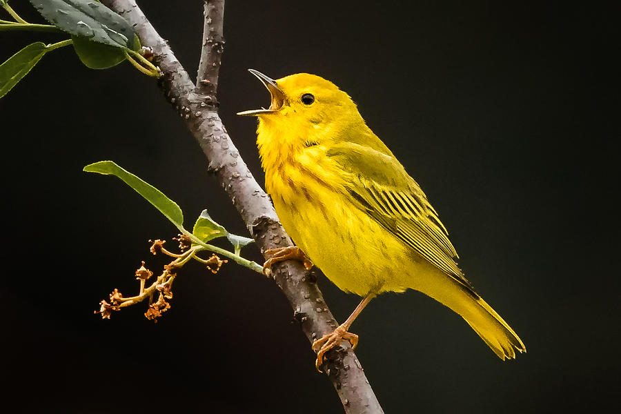 Yellow Warbler on a branch with beak open singing Photograph by Alice Cahill