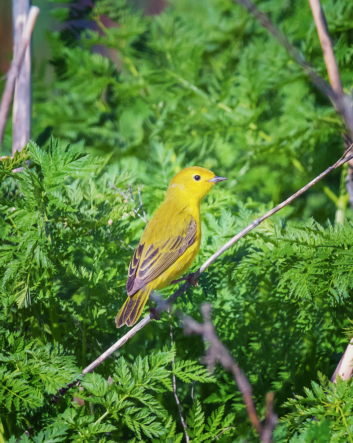Yellow Warbler Perched Photograph by Loree Johnson