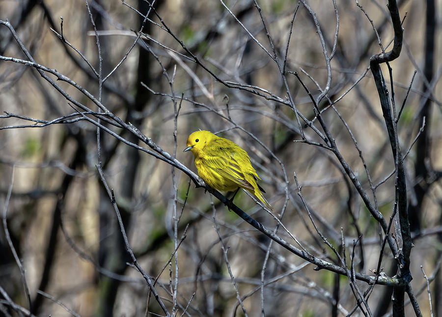 Yellow Warbler Roost On Branch Photograph