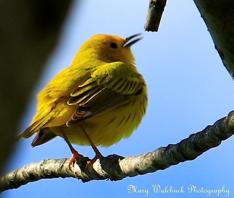 Yellow Warbler Singing in the Spotlight Photograph by Mary Walchuck