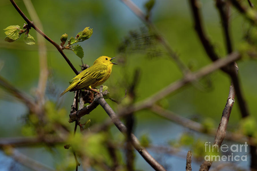 Yellow Warbler singing Photograph by JT Lewis