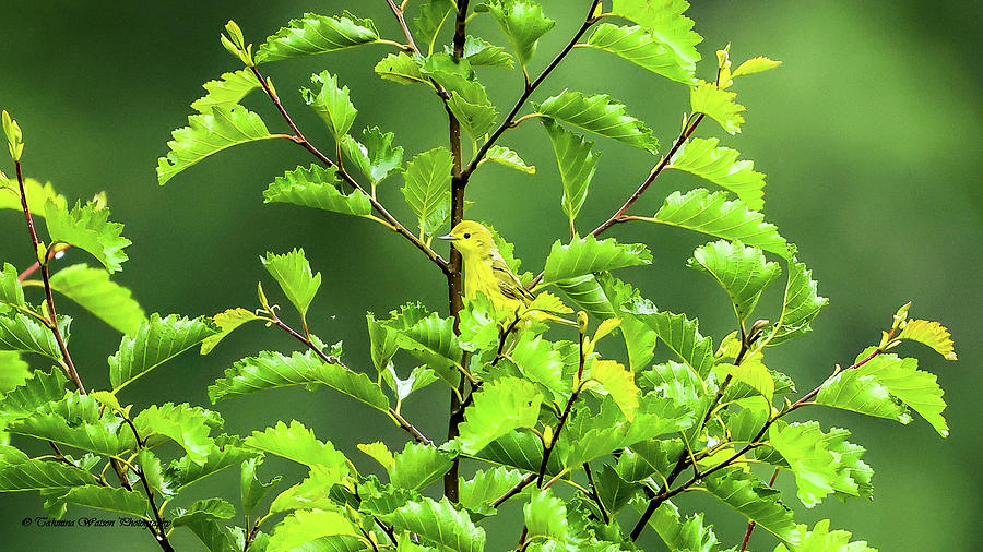 Yellow Warbler Photograph by Tahmina Watson