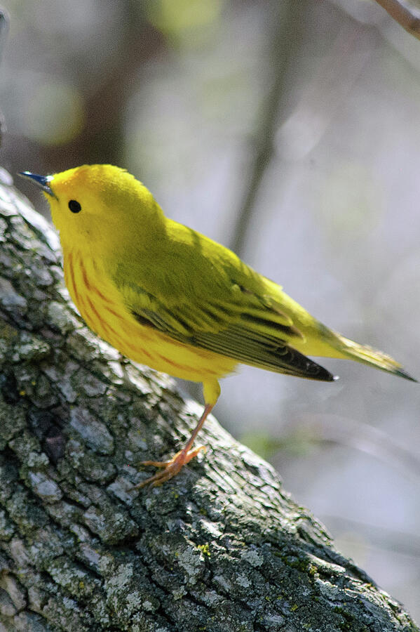 Yellow Warbler Photograph by Thierry Lach Yellow Warbler Photograph by Thierry Lach