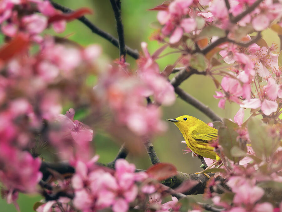Yellow Warbler With Cherry Blossoms Photograph by Tracy Munson