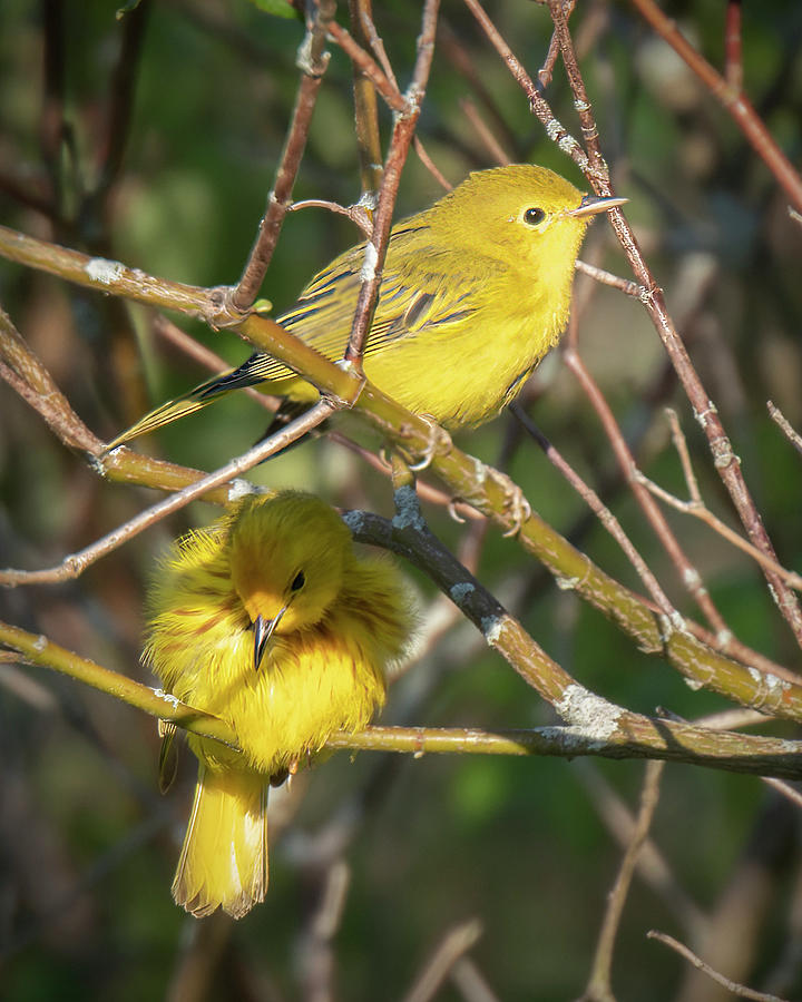 Yellow Warblers Photograph by Wade Aiken