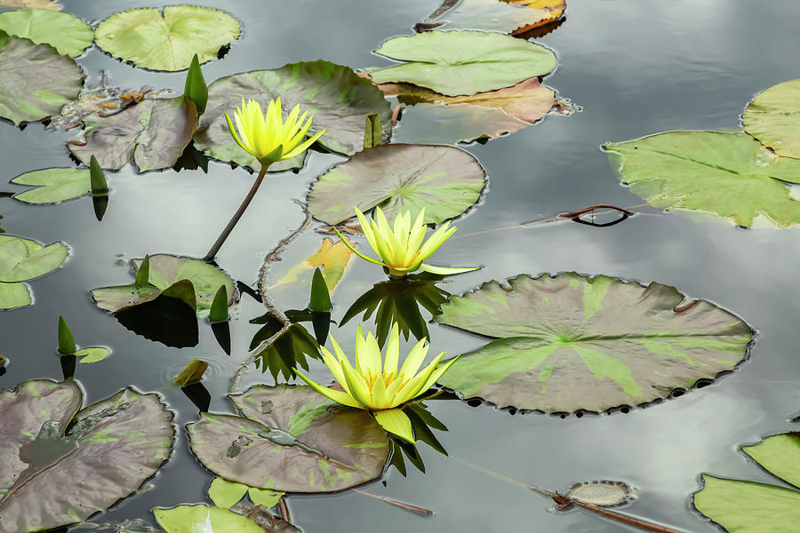 Yellow Water Lilies Photograph by Cate Franklyn