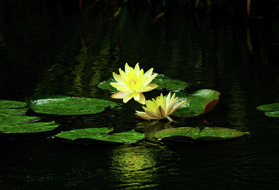 Yellow Water Lilies Photograph by John Black