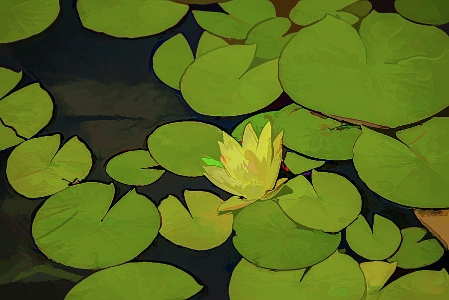 Yellow Water Lilly in acrylic Photograph by Alan Goldberg