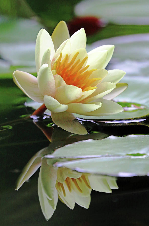 Yellow Water Lily Photograph By Debbie Oppermann 