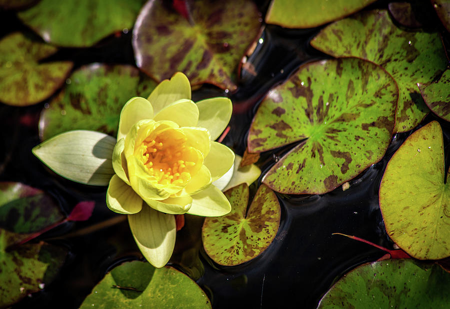 Yellow Water Lily in Sunlight Horizontal Photograph by Michael Saunders