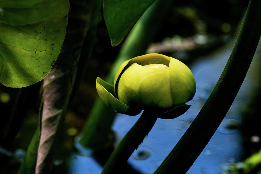 Yellow Water Lily Photograph by Rose Guinther