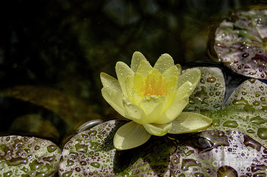 Yellow water-lily with water droplets from a recent rain shower. Photograph by Gunther Allen