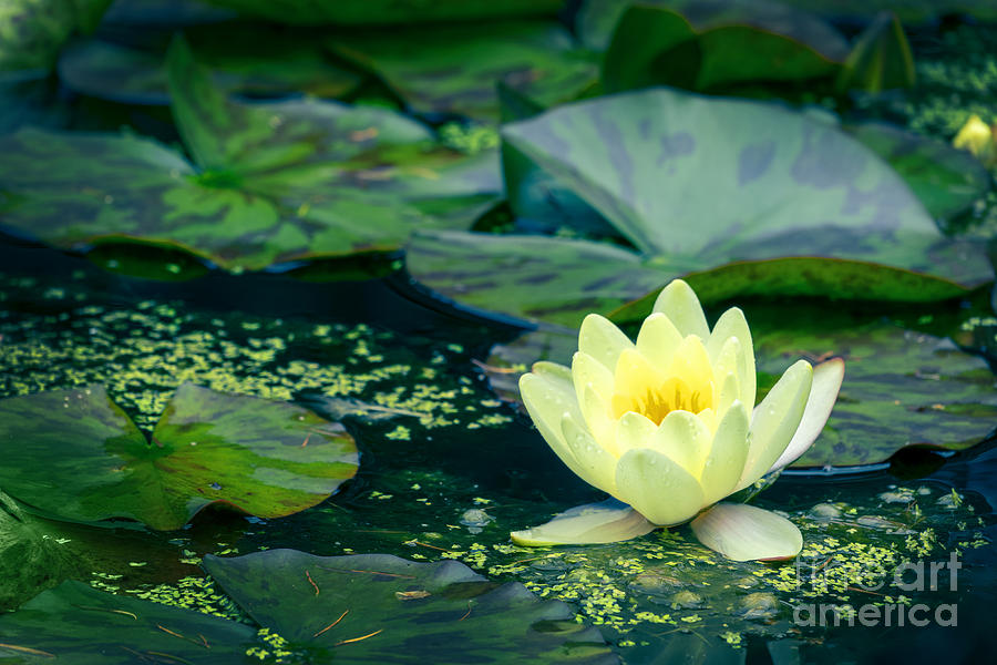 Yellow waterlily Photograph by Delphimages Photo Creations