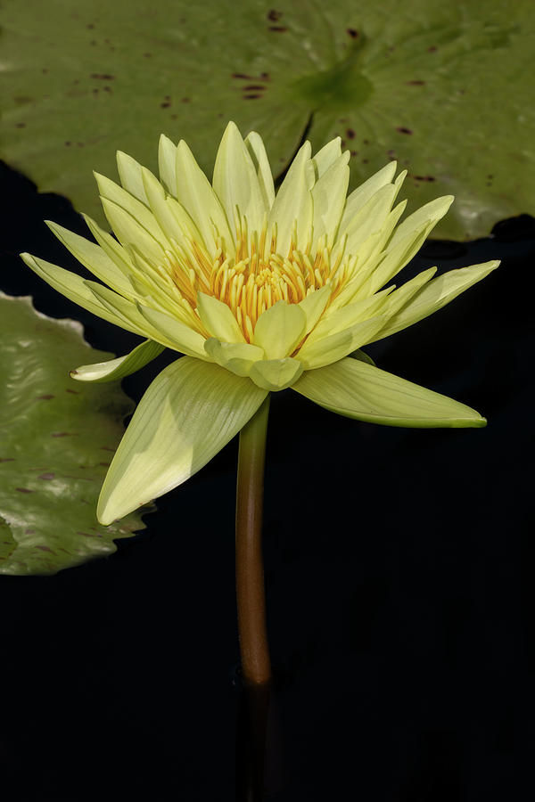 Yellow Waterlily Photograph by Susan Candelario