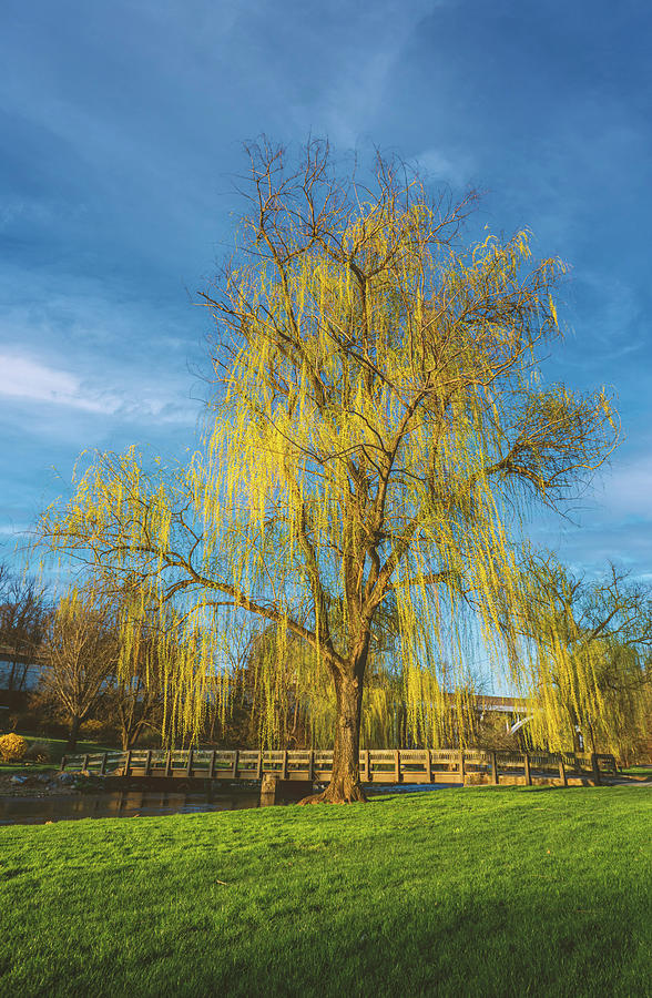 Yellow Weeping Willow Portrait Photograph by Jason Fink