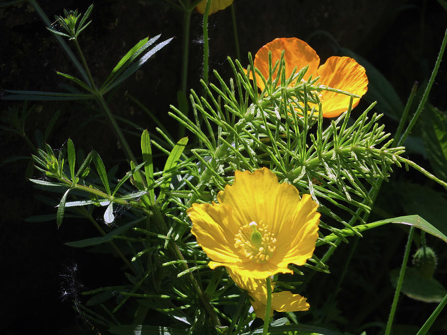 Yellow Welsh Poppies 1 Photograph by Philip Openshaw