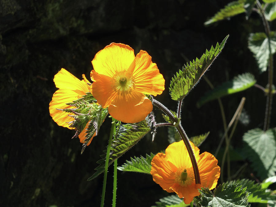 Yellow Welsh Poppies 2 Photograph by Philip Openshaw
