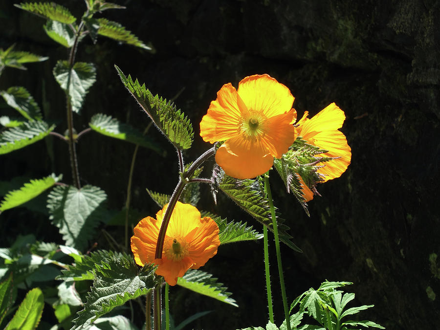 Yellow Welsh Poppies 3 Photograph by Philip Openshaw