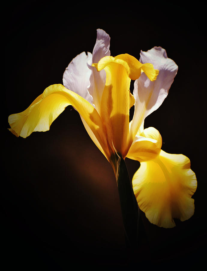 Yellow White Dutch Iris Highlight Portrait Photograph by Gaby Ethington