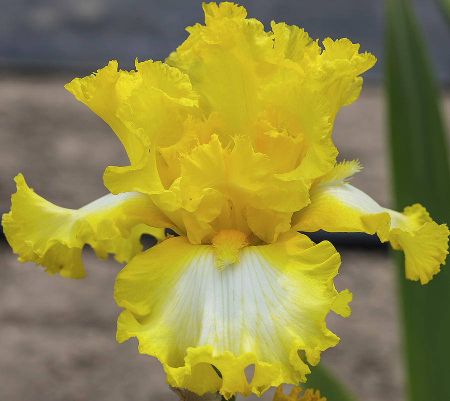 Yellow-White Iris Photograph by Mark Mille