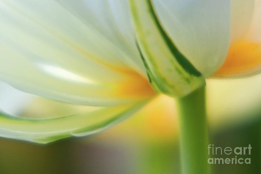 Yellow -White Tulip close-up Photograph by Jill Greenaway