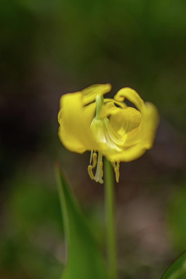 Yellow Wild Flower Photograph by Noah Katz
