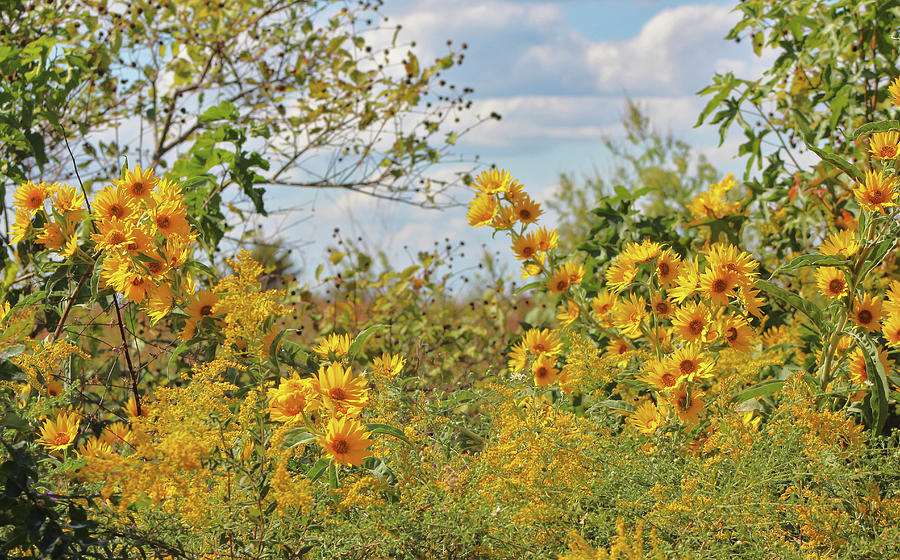 Yellow Wild Flowers Photograph by Linda Sannuti