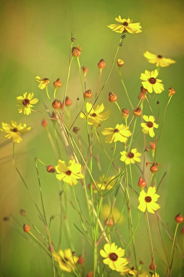 Yellow Wild Flowers Photograph by Steve DaPonte