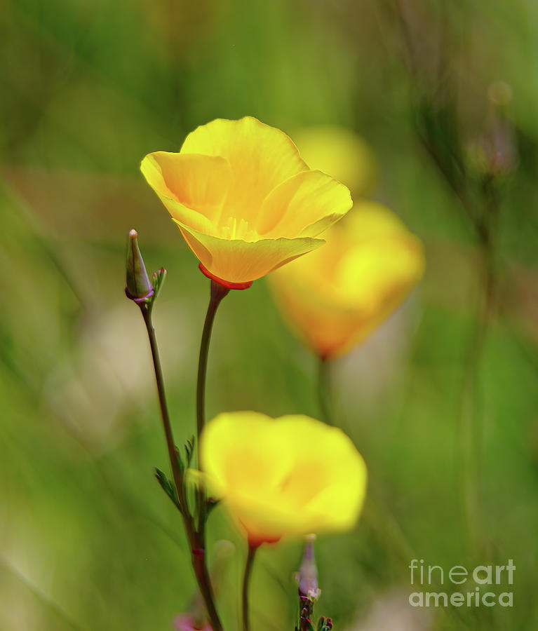 Wildflowers Photograph - Yellow wildflower 2.1559 by Stephen Parker