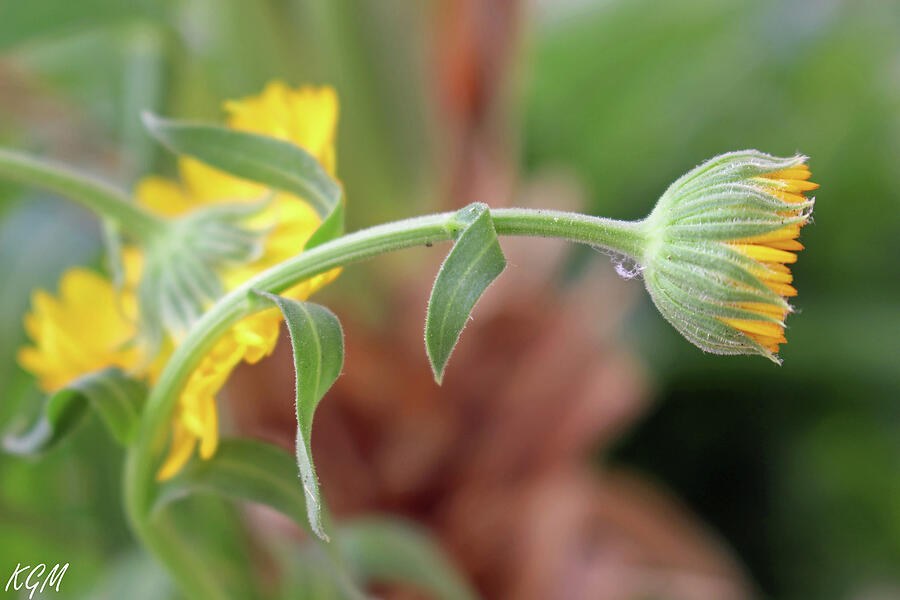 Nature Photograph - Yellow Wildflower Bud by Kathleen Groethe Miller