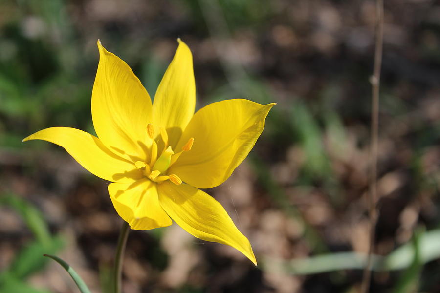 Wildflower Photograph - Yellow Wildflower by Callen Harty Wildflower Photograph - Yellow Wildflower by Callen Harty