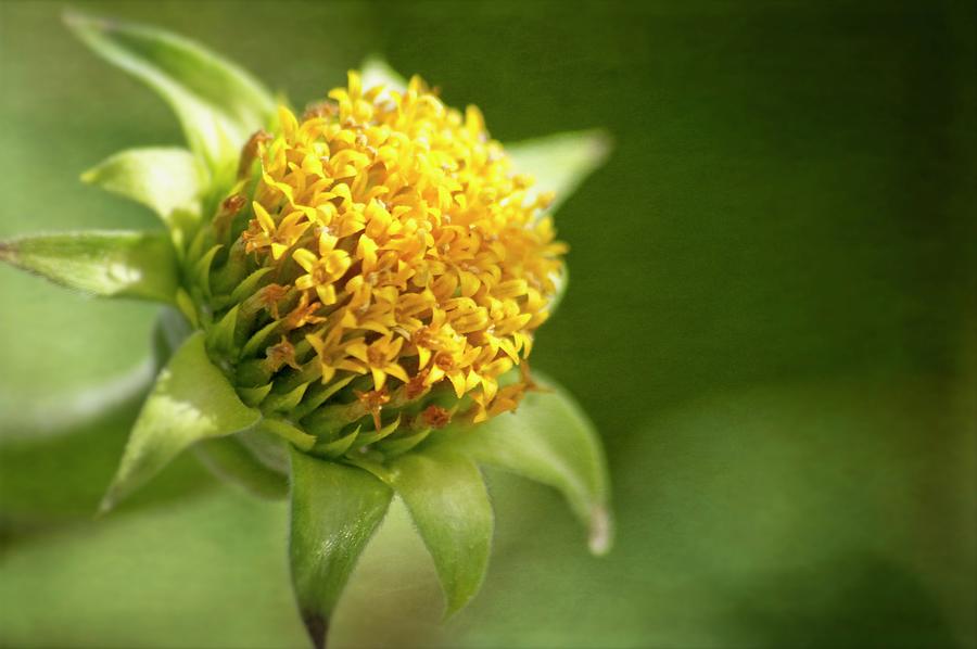 Fall Photograph - Yellow Wildflower by Carolyn Marshall