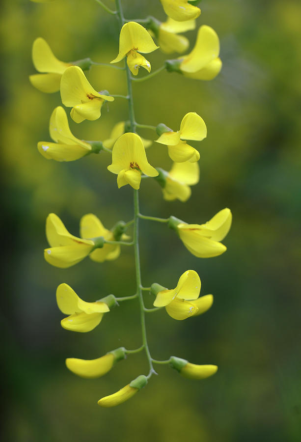Yellow Wildflower, Cowichan Valley, Vancouver Island, British Columbia Photograph