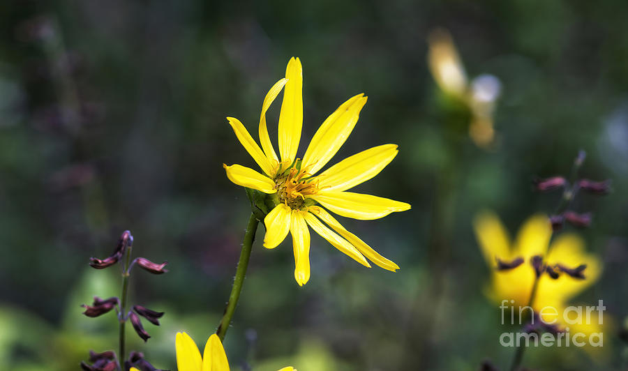 Yellow Wildflower II Photograph by Felix Lai