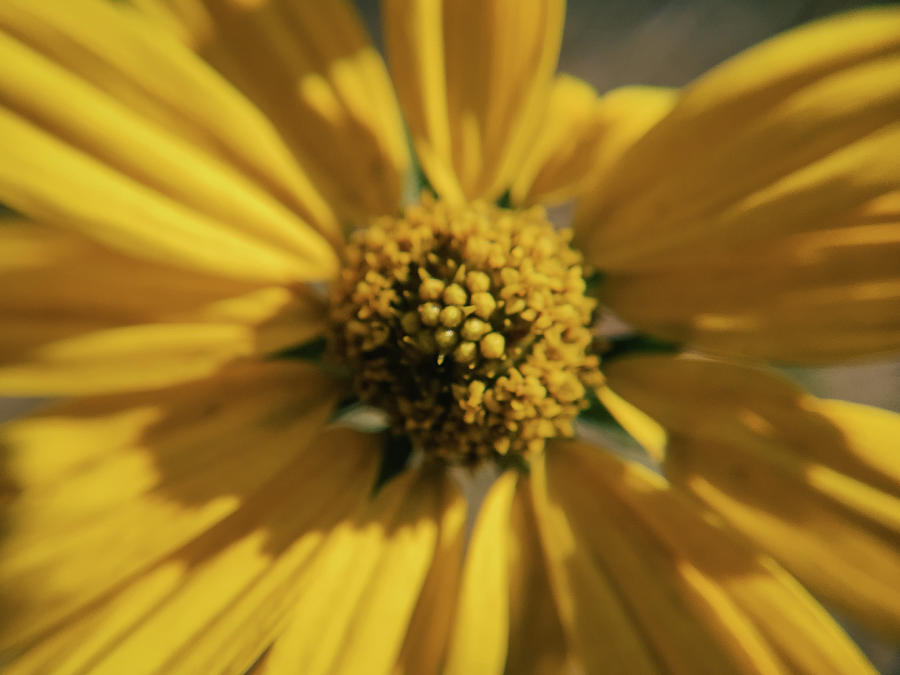 Yellow Wildflower Macro Photograph by K Bradley Washburn