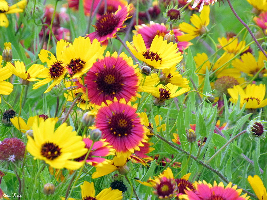 Yellow Wildflowers and Indian Blankets Photograph by Amy Hosp