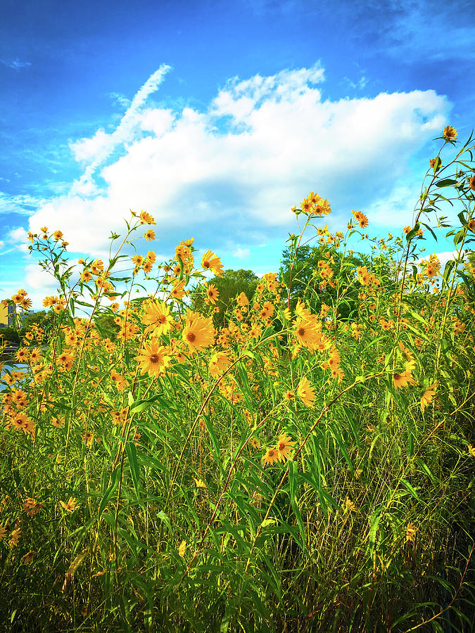 Yellow Wildflowers, Deep Blue Sky Photograph by Patrick Malon