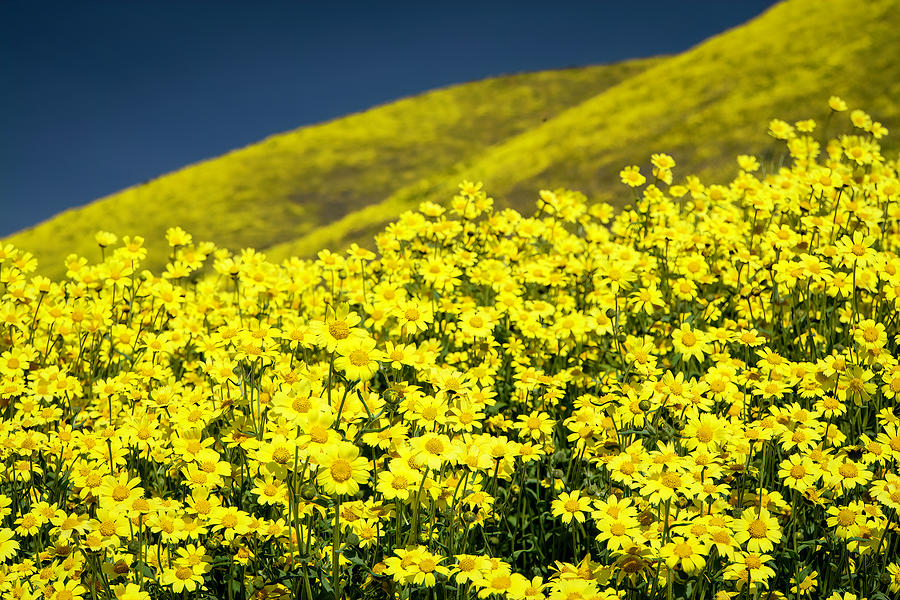 Spring Photograph - Yellow Wildflowers Everywhere You Look by Lindsay Thomson