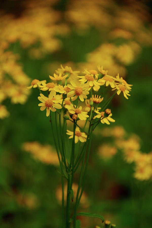 Yellow Wildflowers in Maryland Photograph by Raymond Salani III