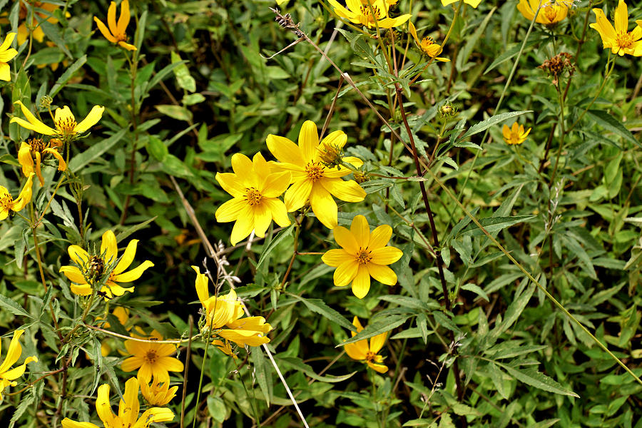 Yellow Wildflowers Manassas Virginia Photograph by John Trommer Fine