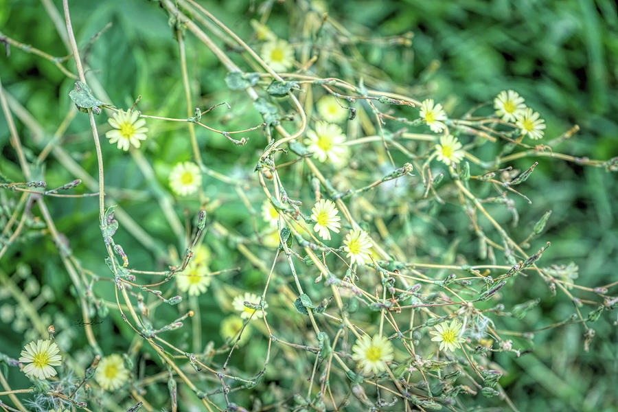Yellow Wildflowers Photograph by Sharon Popek